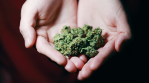 Palm of a hand holding a small amount of green cannabis buds